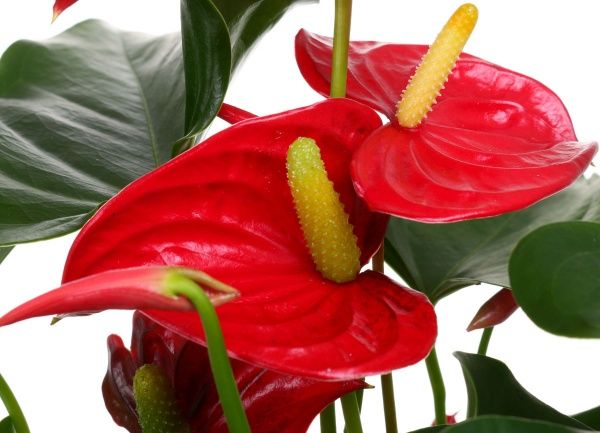 Рослина кімнатна Антуріум ред 12x40 см