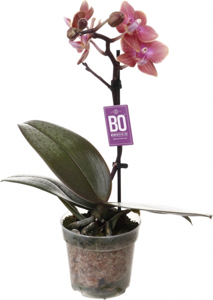 Растение комнатное Фаленопсис мини микс 6х20 см 1 ствол