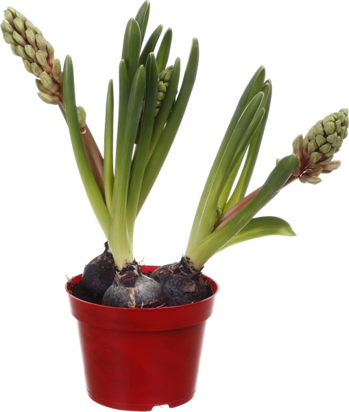 Растение комнатное Гиацинт 12/10