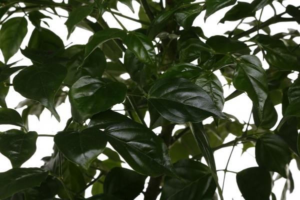 Растение комнатное Радермахера d19/h60