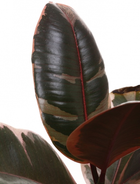 Рослина кімнатна Фікус elastica д14 в40