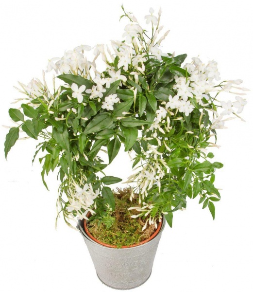 Растение Жасмин d17/h75