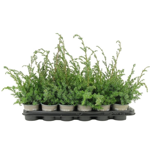 Растение Можжевельник 09х15 chinensis Blue Alps