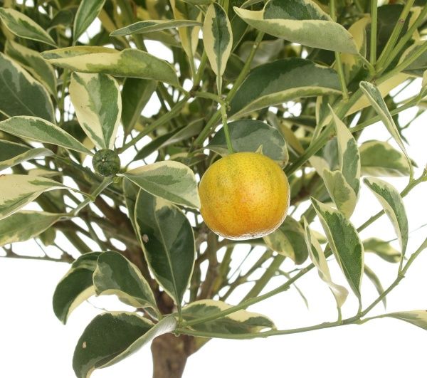 Растение Цитрус оранж Вариегата 22х80 см