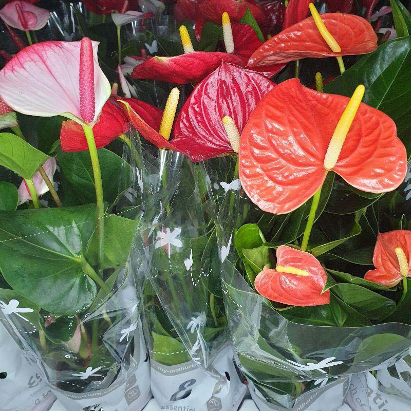 Растение Антуриум 12x35 микс