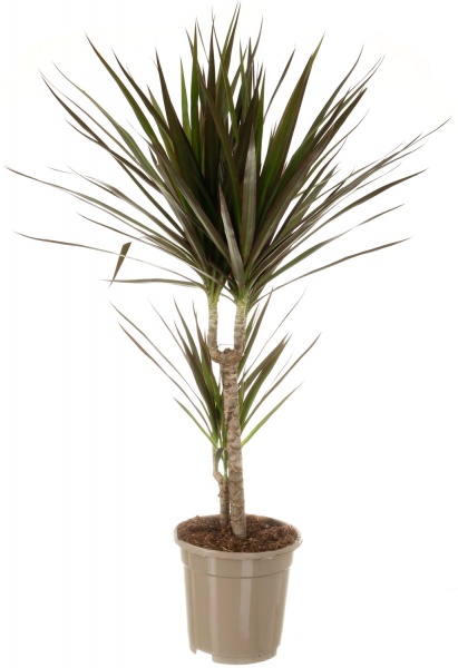 Рослина кімнатна Драцена Маргіната Мікс 17х75 см