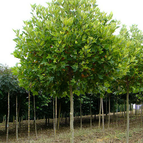 Растение Платан кленолистый Пирамидалис/ PLATANUS acerifolia Pyramidalis С10/Н 140-160