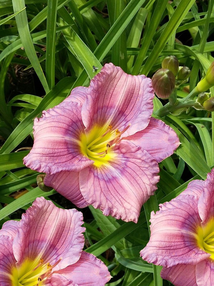 Кореневище лілійника Сілоам Нью Той 1 шт.