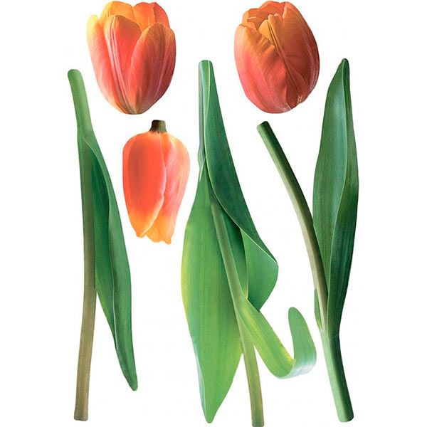 Декоративна наклейка Тюльпани 49x70 см