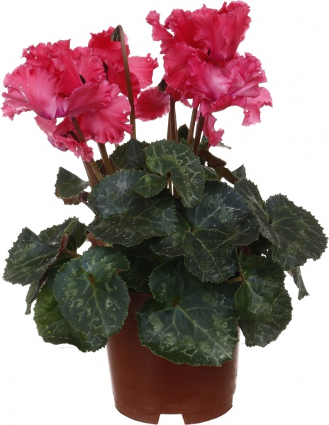 Растение Цикламен 10,5/20 сортовой