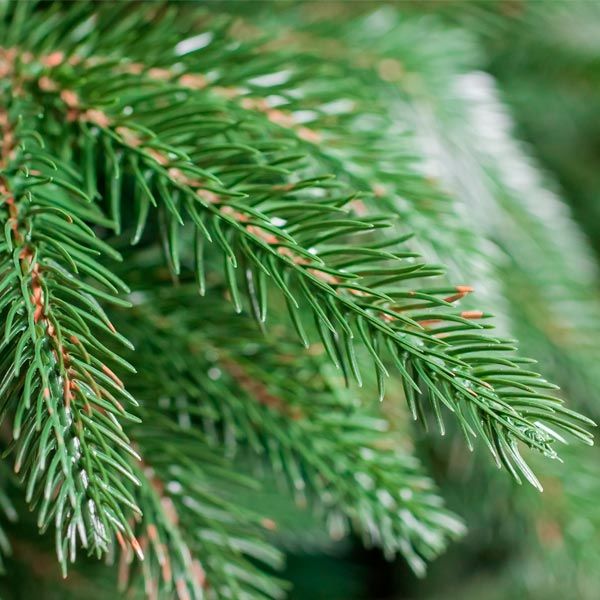 Елка искусственная Элла 240 см