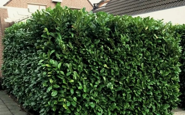 Растение Прунус (Лавровишня) Ротундифолия d17/h50