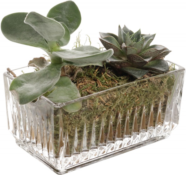 Растение Сукулент декор d6