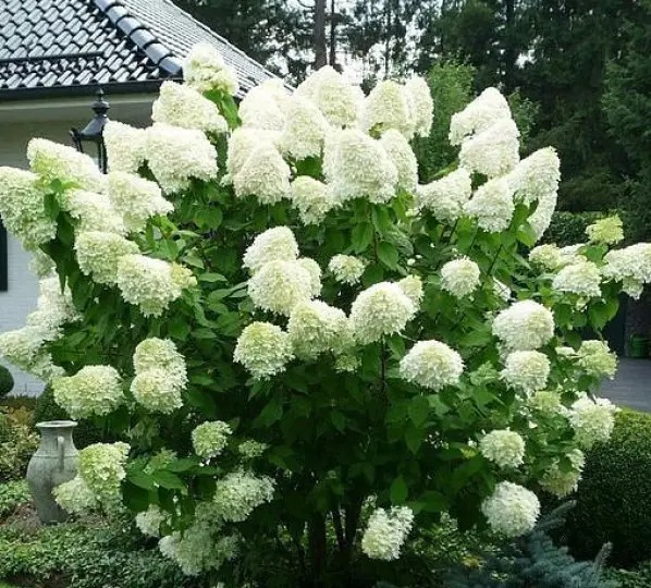 Рослина Гортензія мітельчата Полар Бір С 2-3