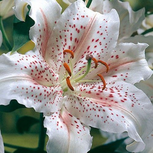 Луковица Яскрава Лилия ориентальная Muscadet 1 шт. 