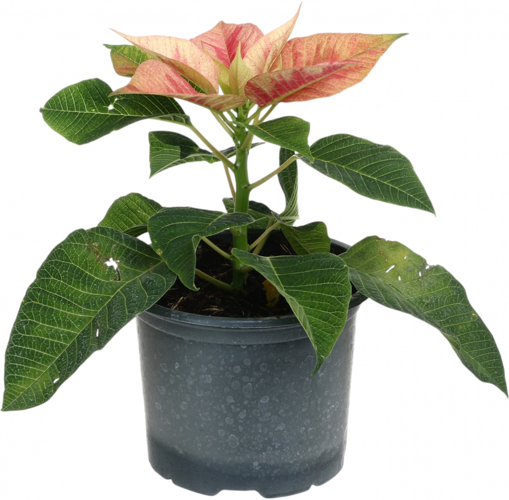 Растение комнатное Пуансетия Эуфорбия пульцерима d12