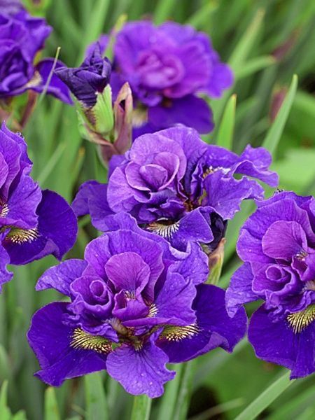 Кореневище півника Конкорд Краш 1 шт. 