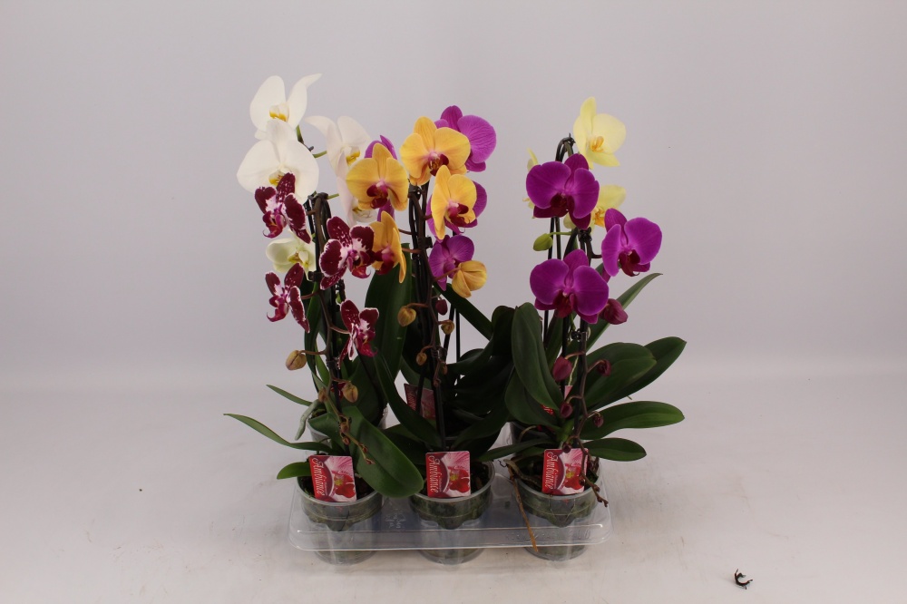 Растение комнатное Фаленопсис каскад 1 ствол микс d12/h55