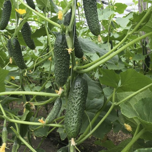 Семена Професійне насіння огурец Бйорн F1 10 шт. (4820176693846)