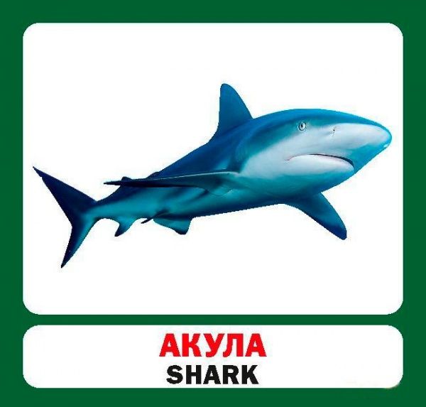 Книга «Навчальний посібник. Риби . англ-укр»