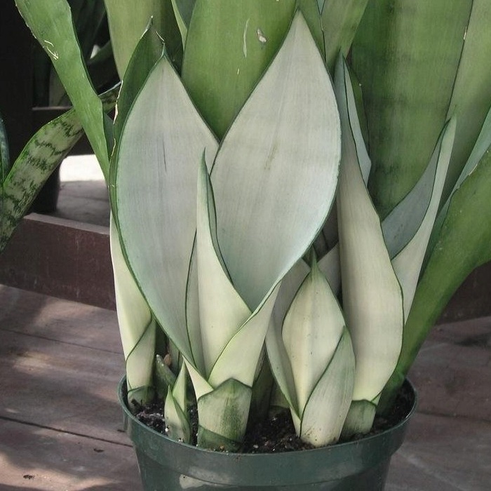 Рослина Сансевієрія 12x35-40 Moonshine