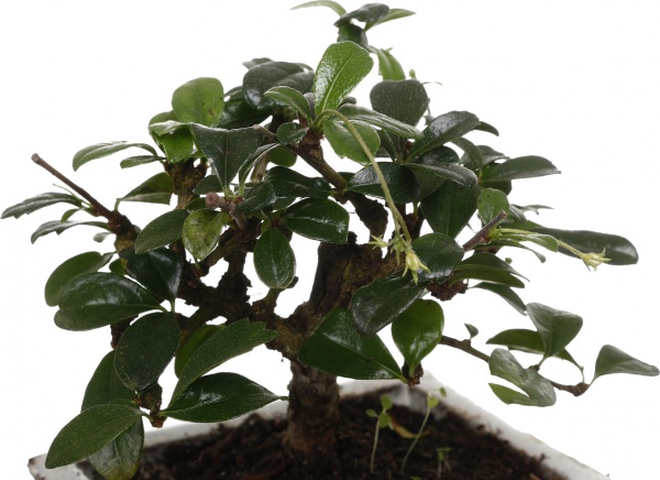 Рослина Бонсай в керамічній плошці з блюдцем 10/15