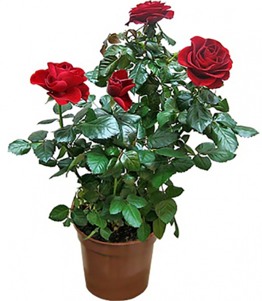 Растение Роза Патио микс 12/35
