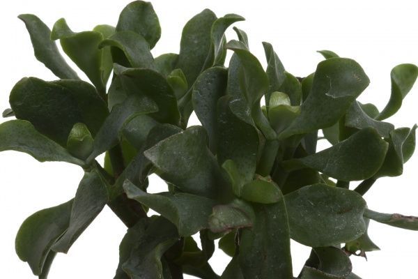 Растение комнатное Крассула 9х25 см