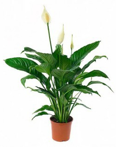 Рослина Спатіфіллум у пластиковій плошці d23/h40