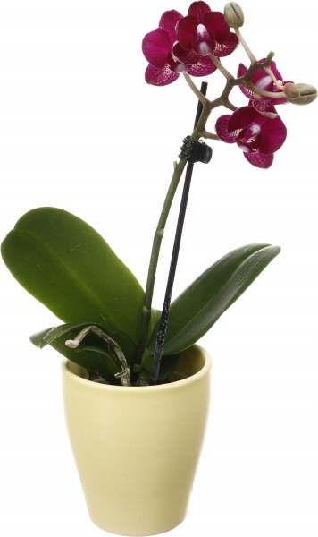 Рослина кімнатна Фаленопсис міні мікс 6х15 см в кераміці 1 стовбур