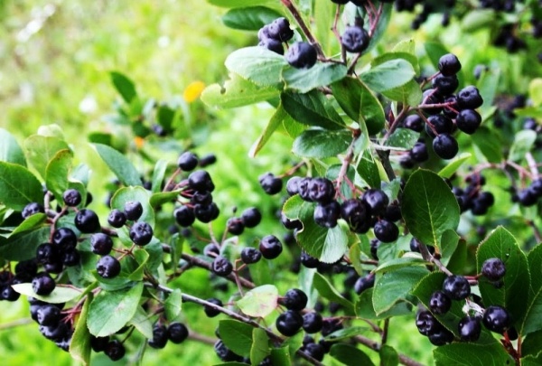Растение Рябина черноплодная/Aronia melanocarpa С10/Н 160-170