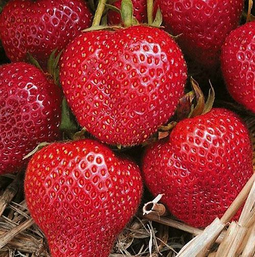 Саженец Лотос К клубника фриго Румба класса A (Р9)