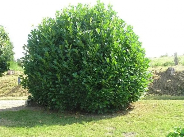 Растение Прунус (Лавровишня) Ротундифолия d17/h50