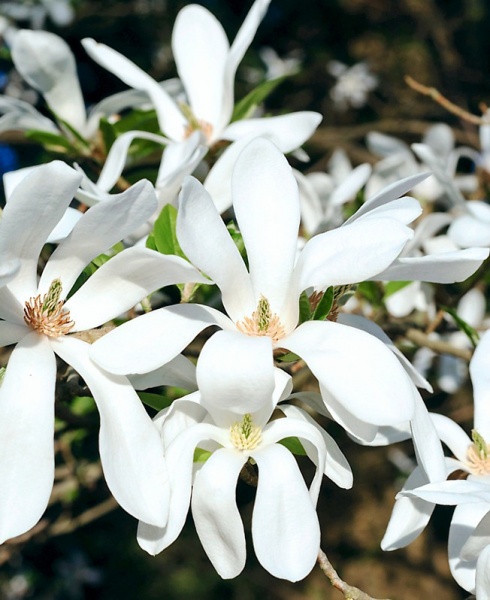 Растение Магнолия кобус / Magnolia kobus С10/H140-160