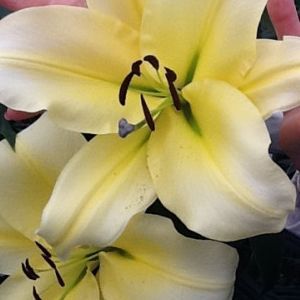 Луковица Лилия гигант Honeymoon 1 шт. 