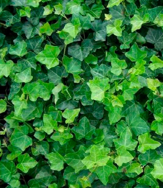 Растение Хедера Гиберника d17/h75