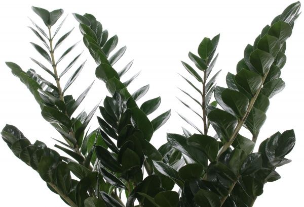 Рослина Заміокулькас 115/27