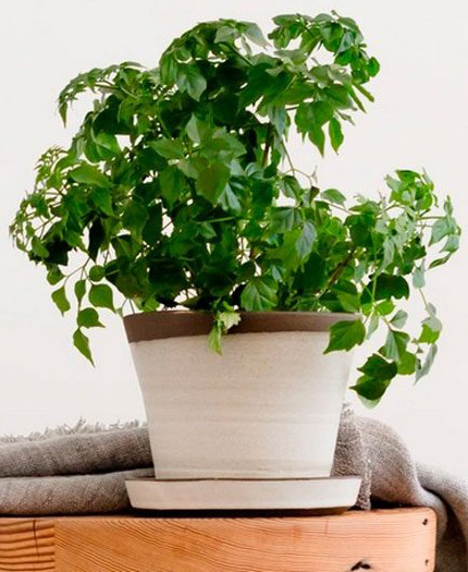 Растение Радермахера бранч d12/h30