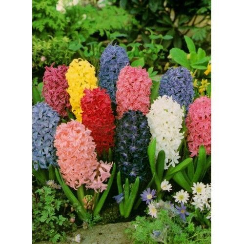 Луковица Яскрава Гиацинт смесь 3 шт. 