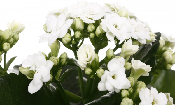 Растение комнатное Каланхоэ микс d9/h18