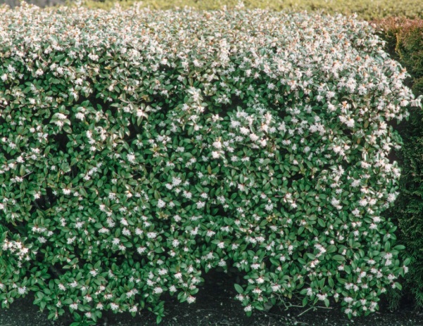 Рослина Османтус бурквуда /Osmanthus burkwoodii С3 /Н 40-60