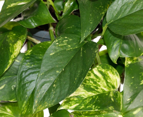 Растение комнатное Сциндапсус 15/45 подвеска