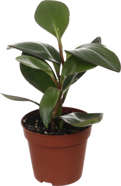 Рослина кімнатна Плантмікс 09//20