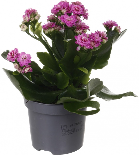 Растение комнатное Каланхоэ микс d9/h18