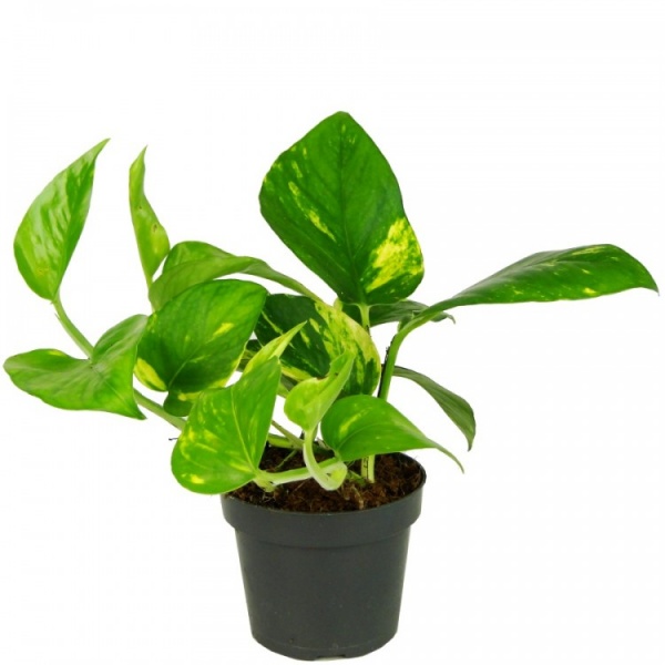 Растение комнатное Эпипремнум ауремум 12/25
