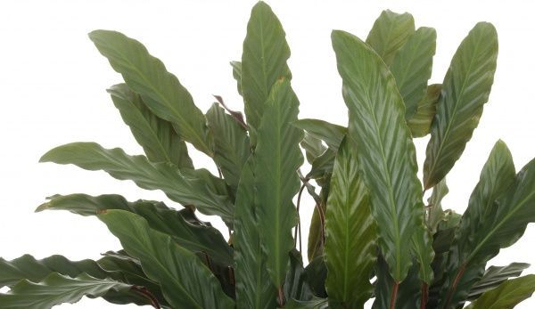 Рослина Калатея мікс 19/85