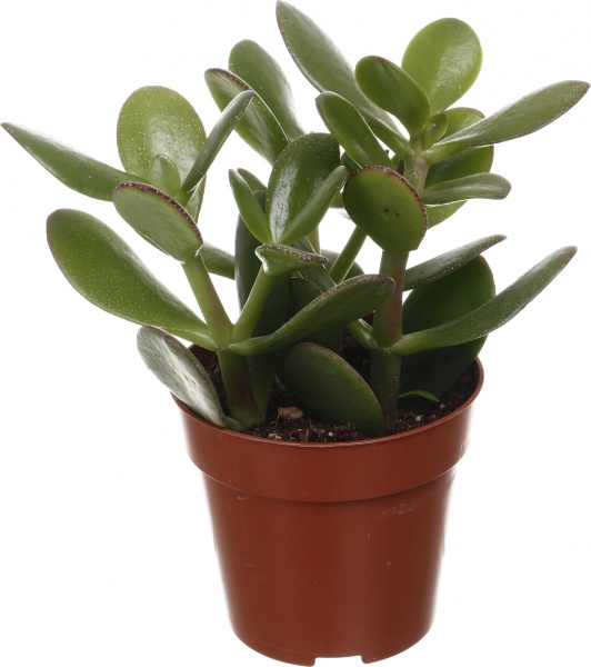 Рослина кімнатна Сукулент 8х12 см