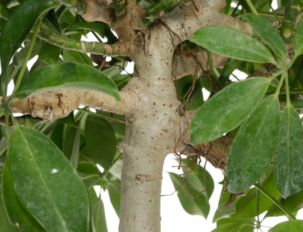 Рослина кімнатна Шеффлера 27/120