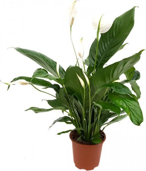 Растение Спатифиллум 12х50 см