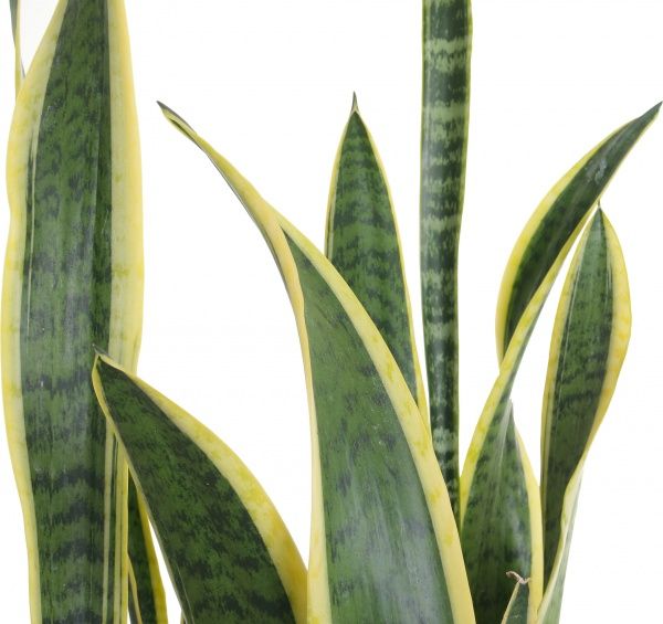 Рослина Сансевьера Laurentii 27/105